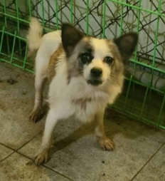 보호중 믹스견의 가…